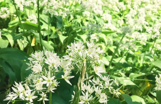 What to do with foraged Wild Garlic