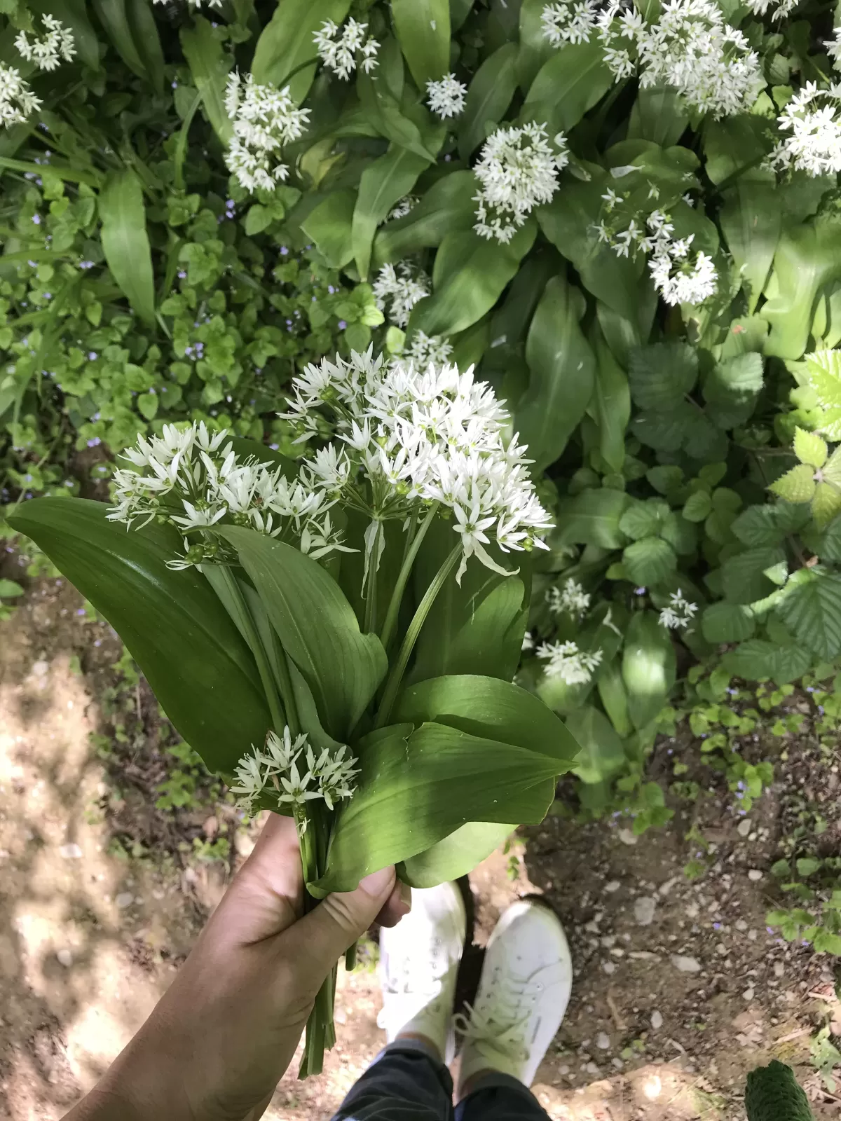 Wild garlic foraging