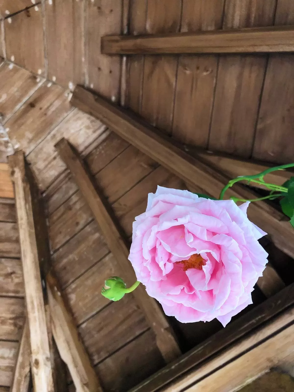 Climbing Roses English Garden
