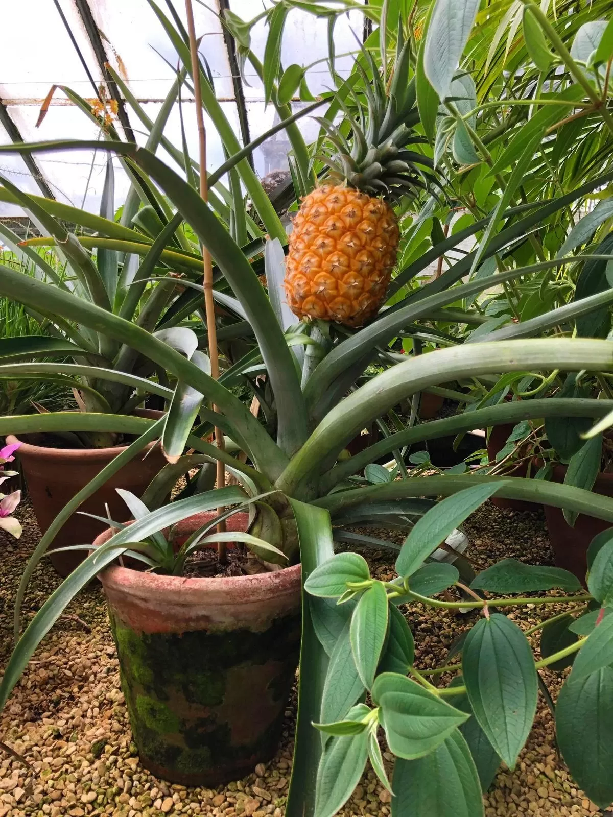 Victorian Potager Tyntesfield
