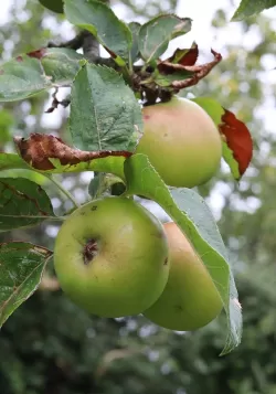 Apple Harvest