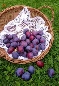 How to make plum pie