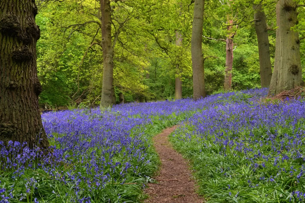 Books on natural living