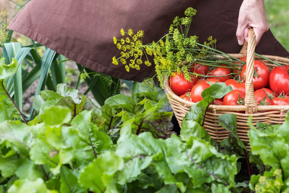 Agrarian lifestyle blog