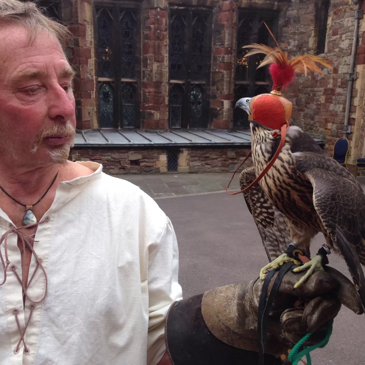 Peregrine falcon Gloucestershire