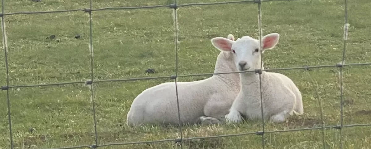 Easter Spring Lambs Cotswolds