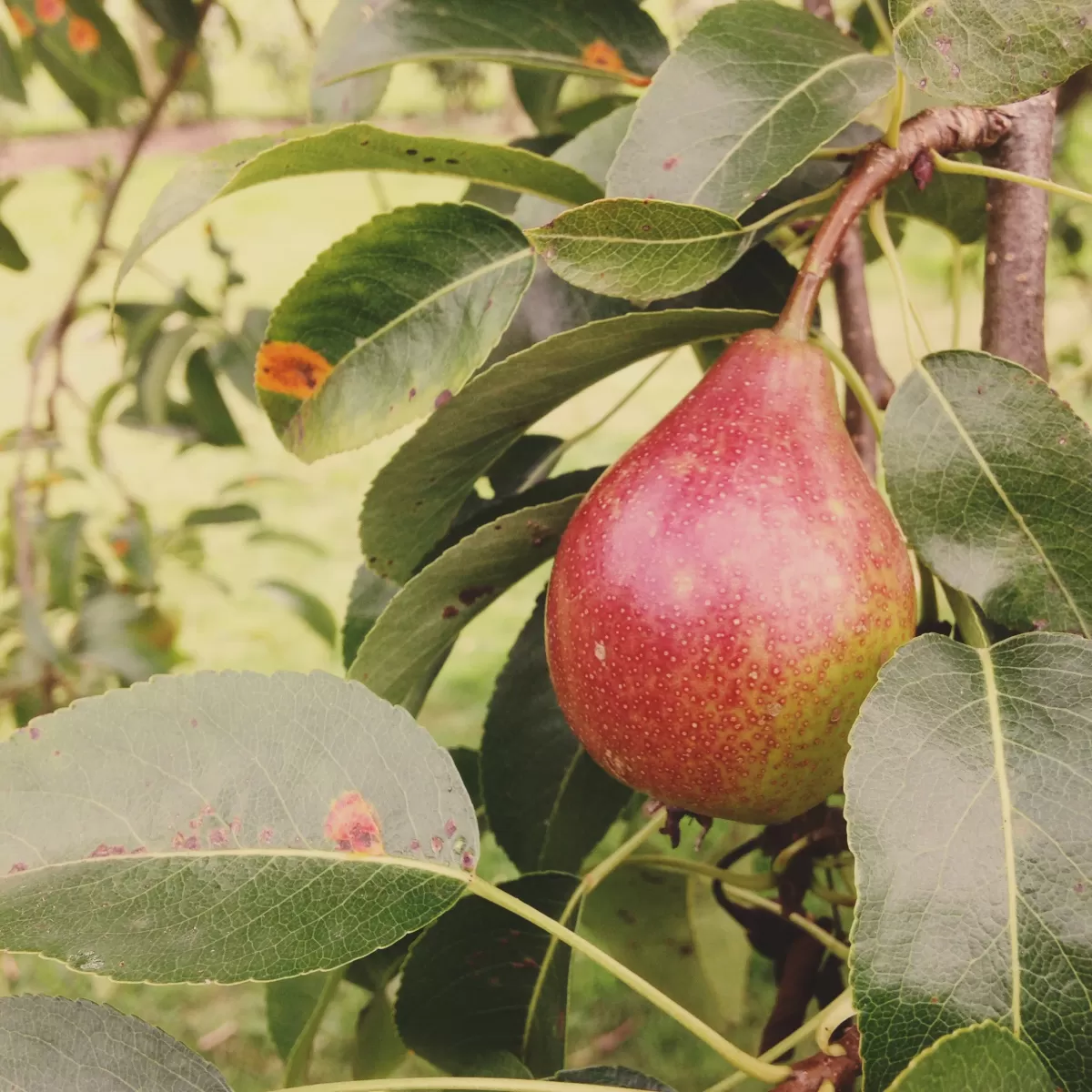 Berkeley Castle kitchen garden