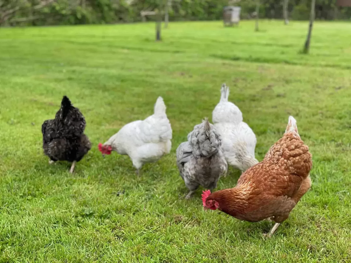 British Country Living Blog