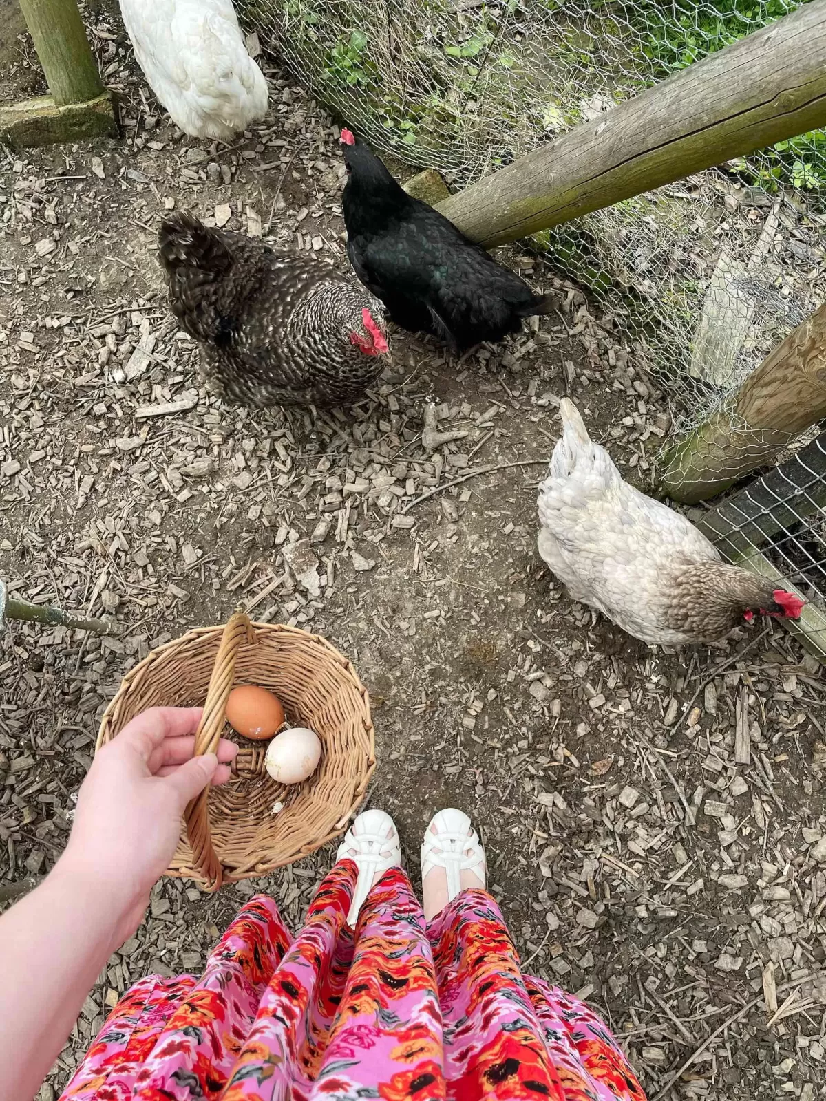 Country Living England Keeping Chickens