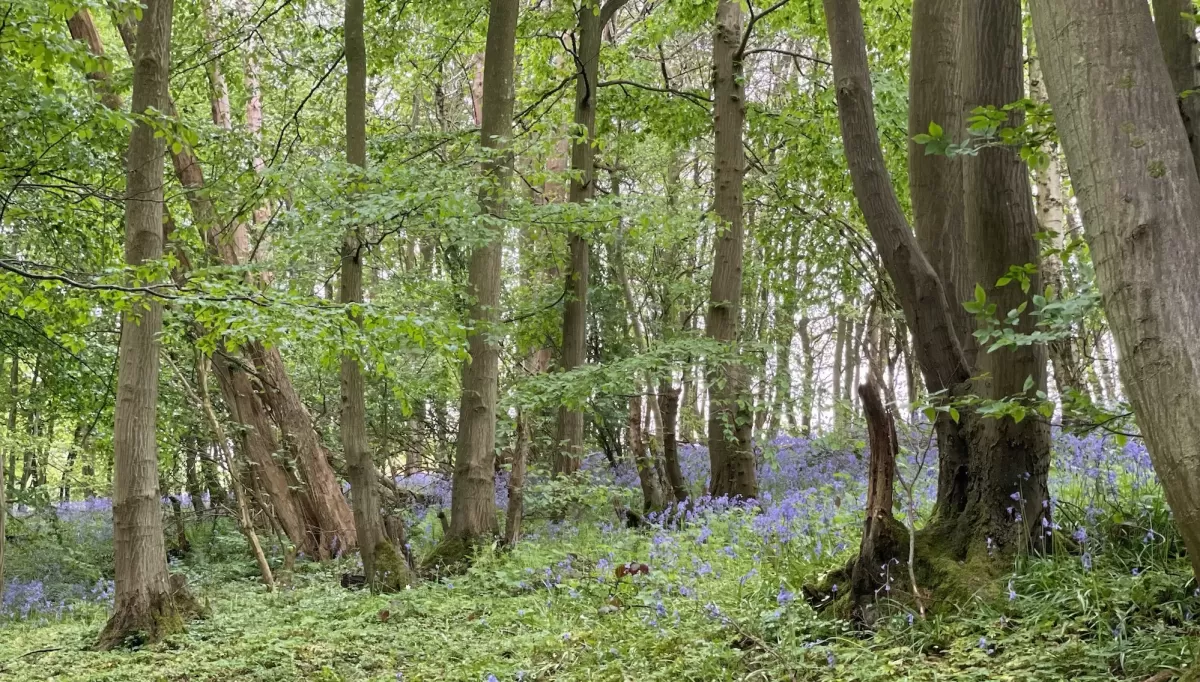 Bluebell Wood Kent May
