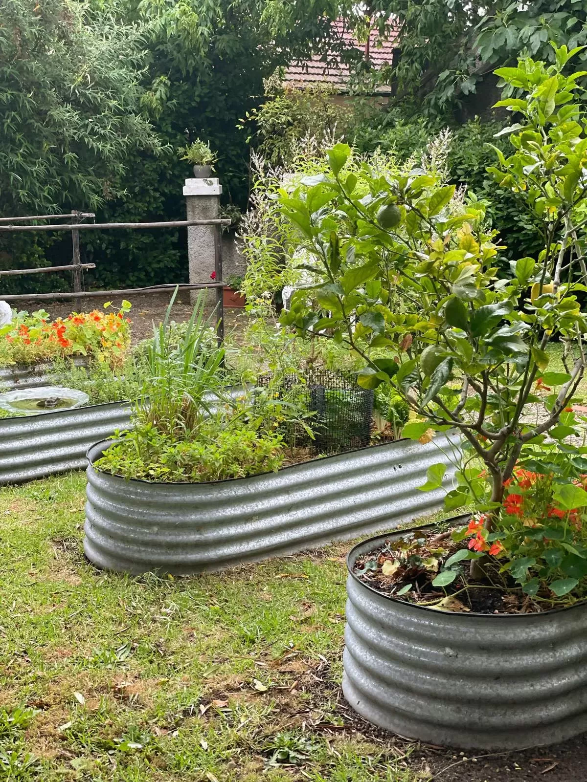 Vegetable_gardening_homesteading_australia