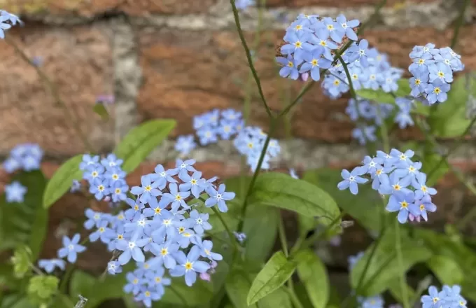 Barbie, Housewives, and Magazines