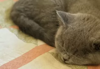 Introducing: Betty Bluebell