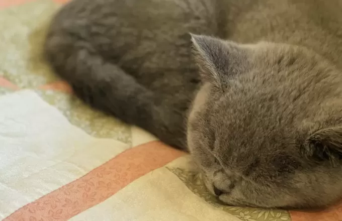 Introducing: Betty Bluebell