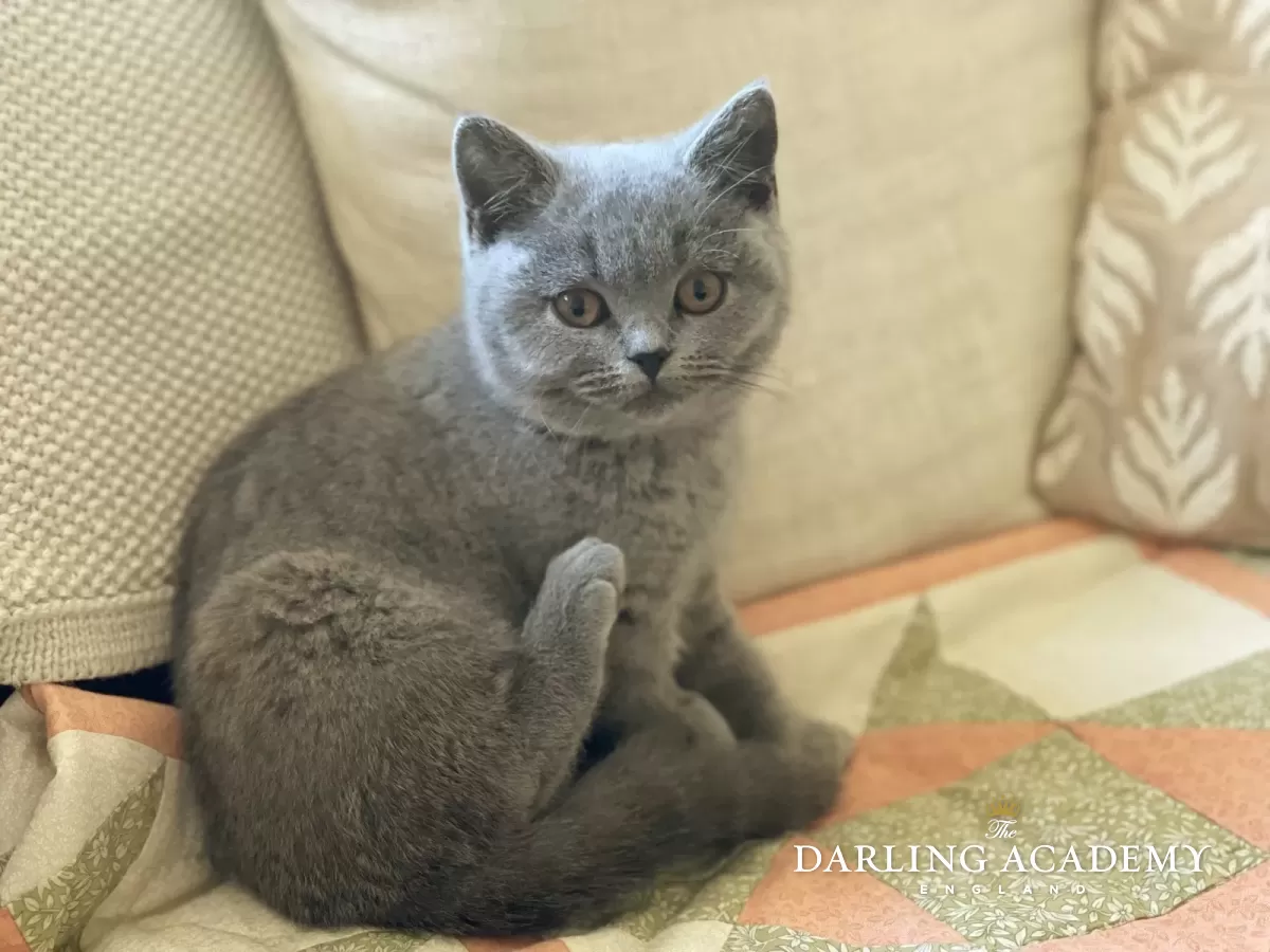 Betty The Darling Academy