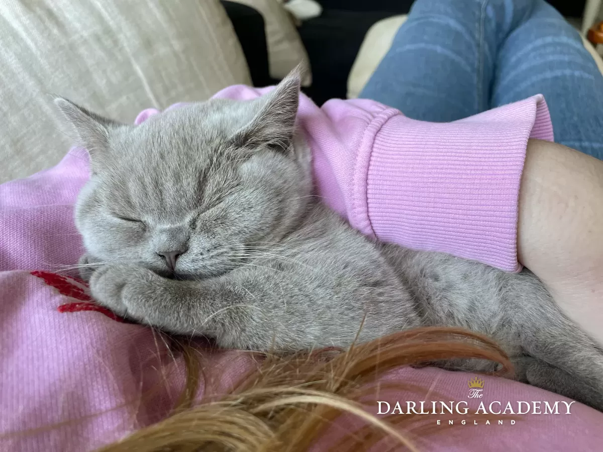 Lilac British Shorthair Kitten