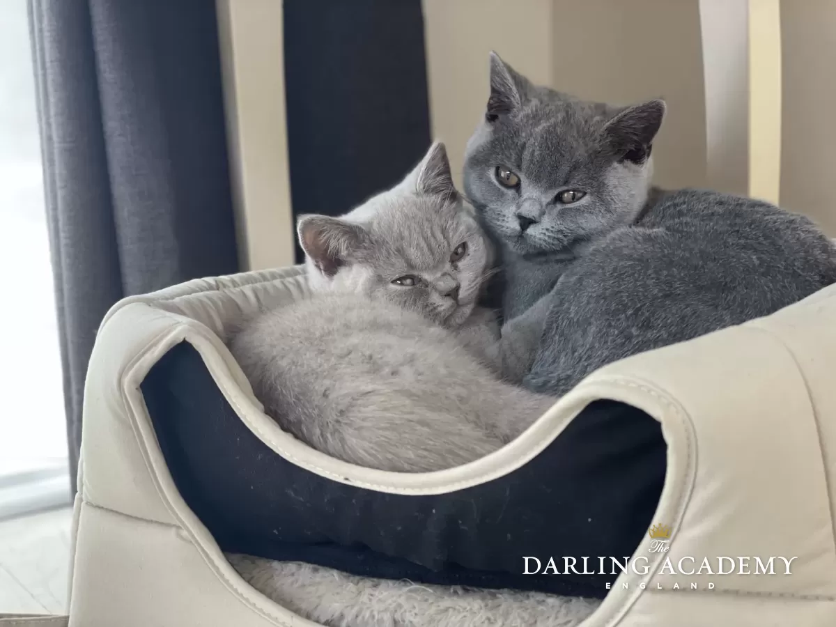 Betty And Violet The Darling Academy