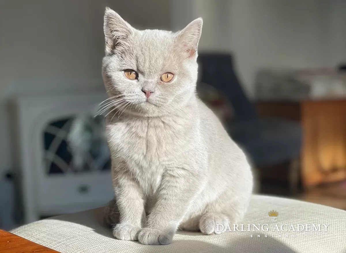 Violet Kitten The Darling Academy