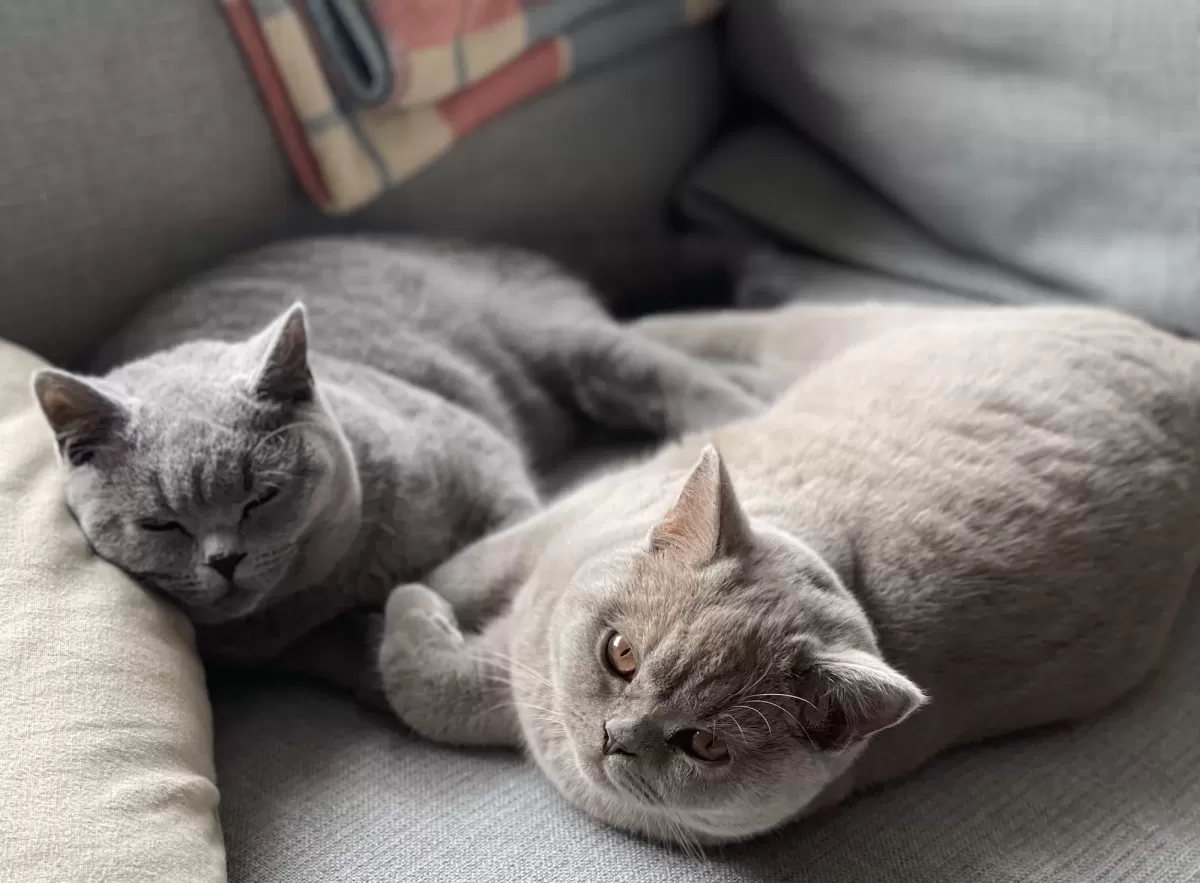 Betty And Violet Slow Living